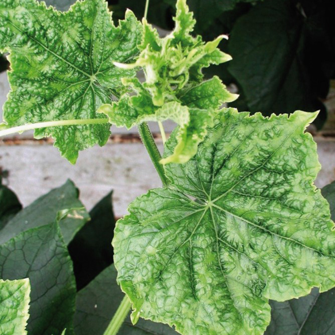 Cucumber Green Mottle Mosaic Virus