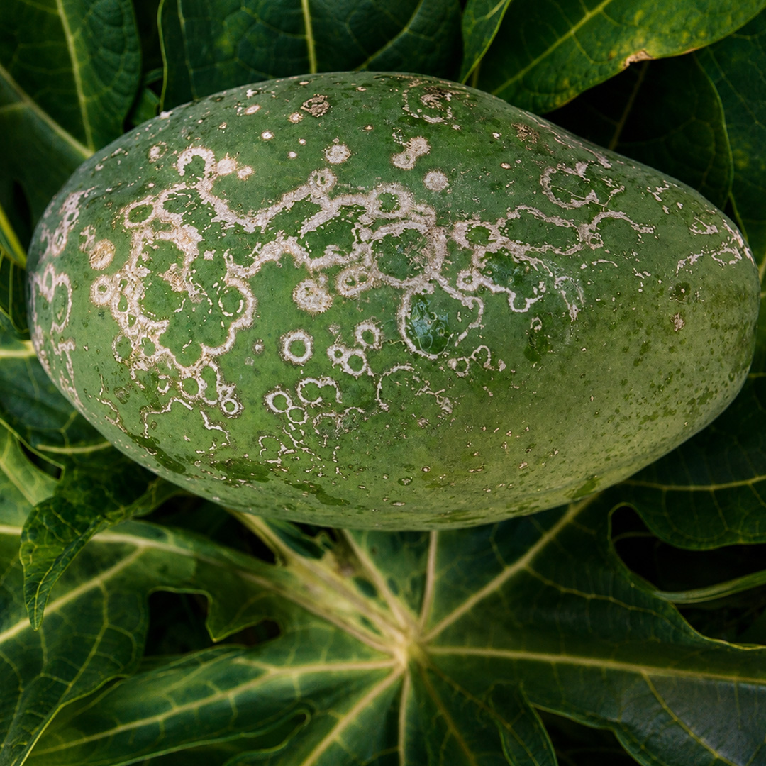 Papaya Ringspot Virus Type W