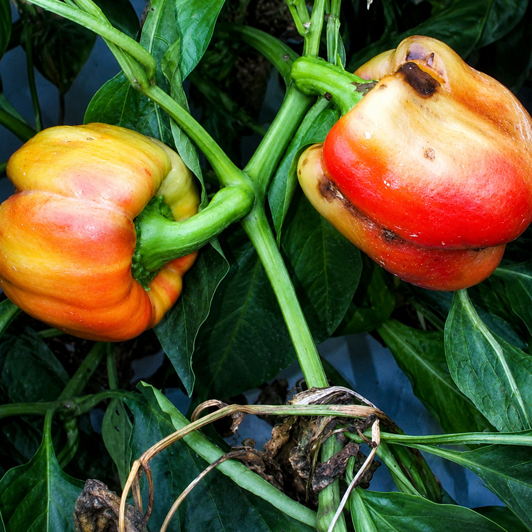 Pepper Mild Mottle Virus