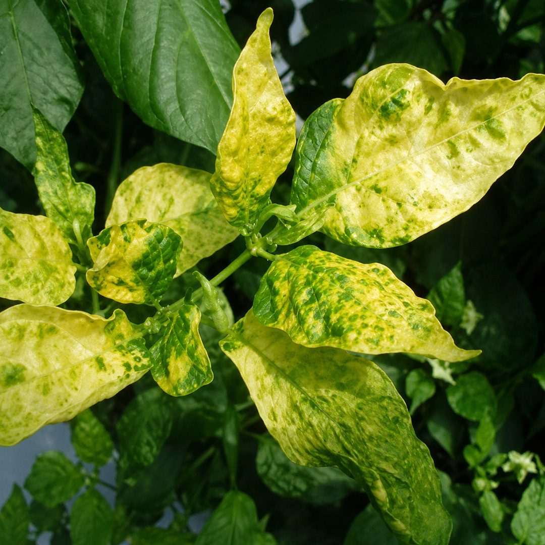 Pepper Yellow Leaf Curl Virus