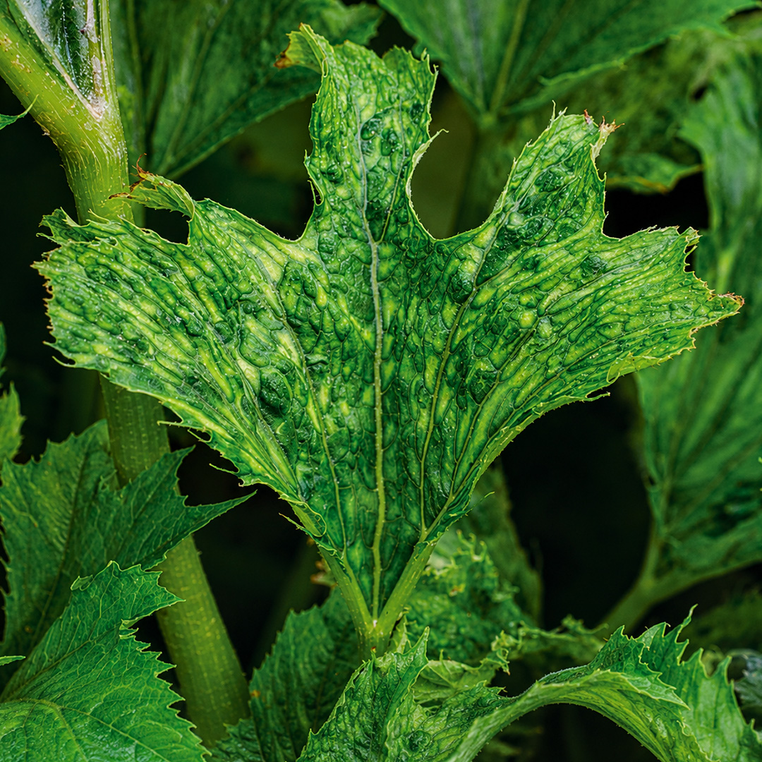 Squash Mosaic Virus
