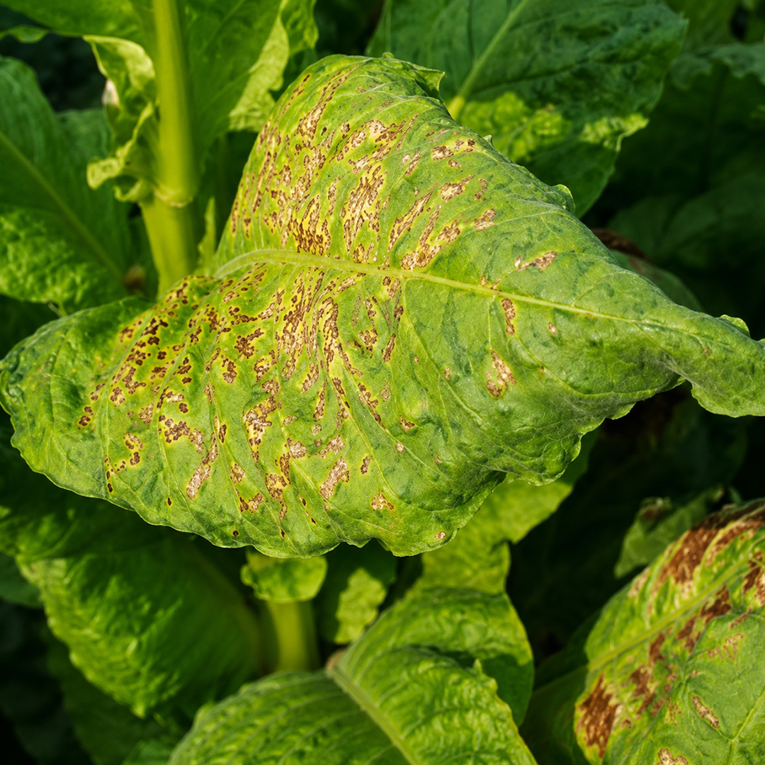 Tobacco Mosaic Virus