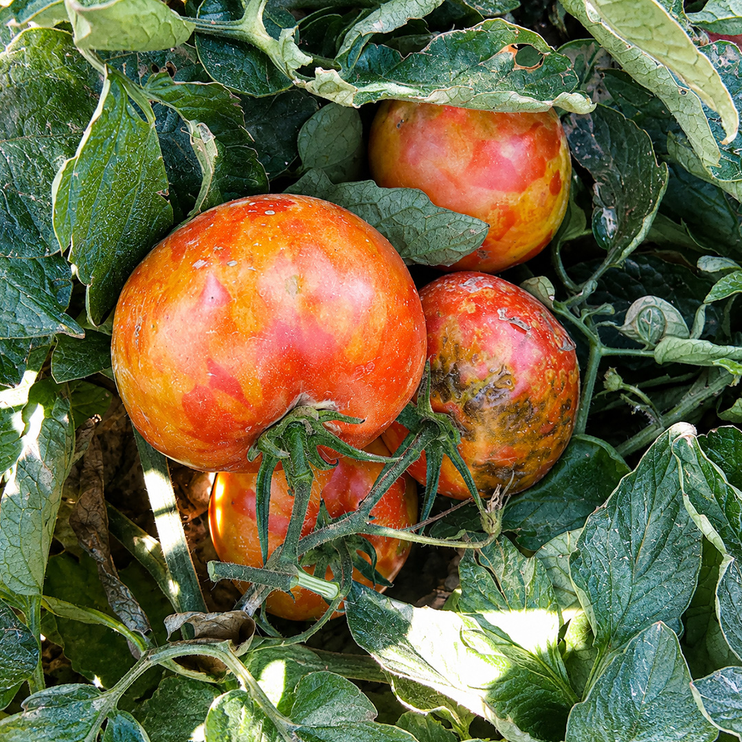 Tomato Brown Rugose Fruit Virus