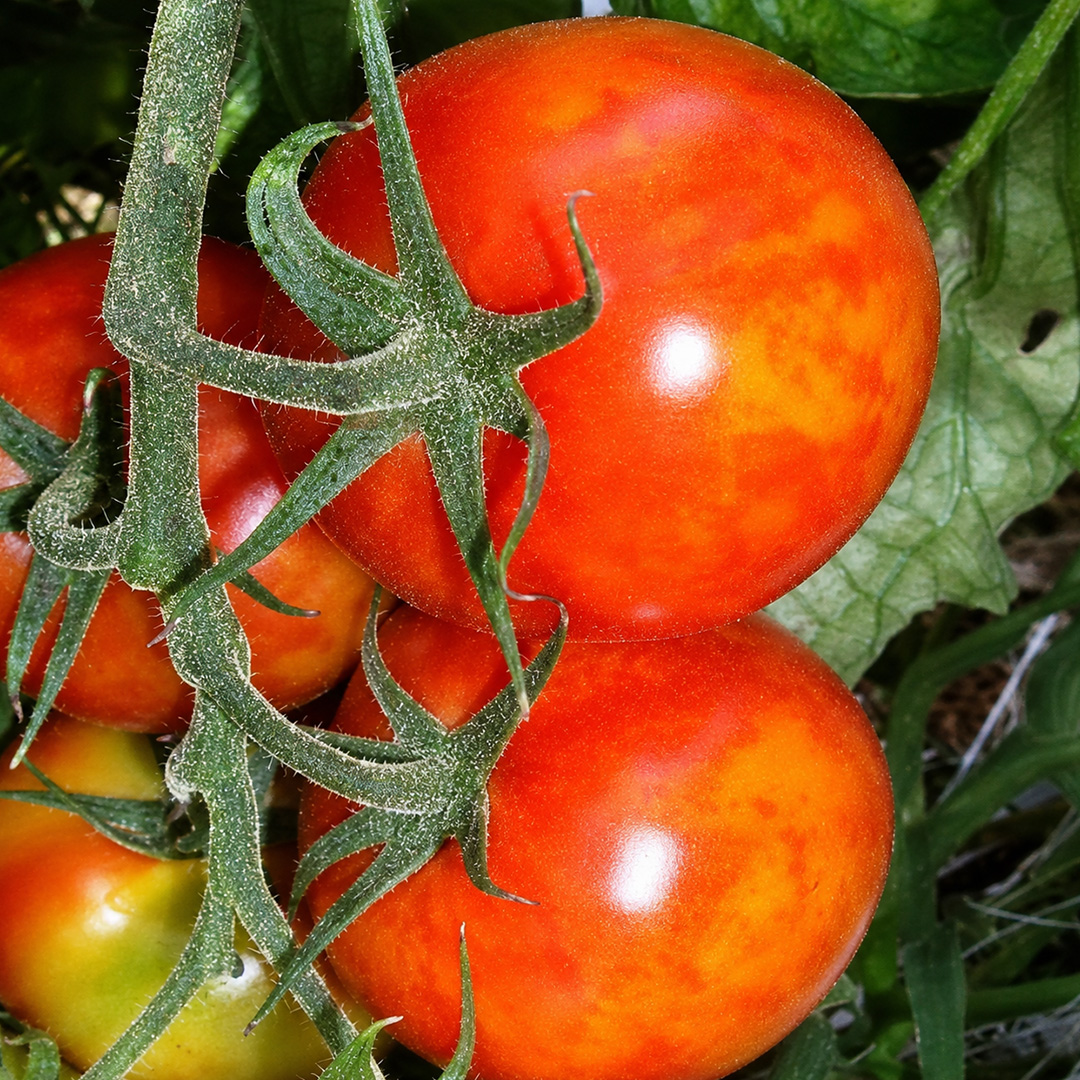 Tomato Mosaic Virus