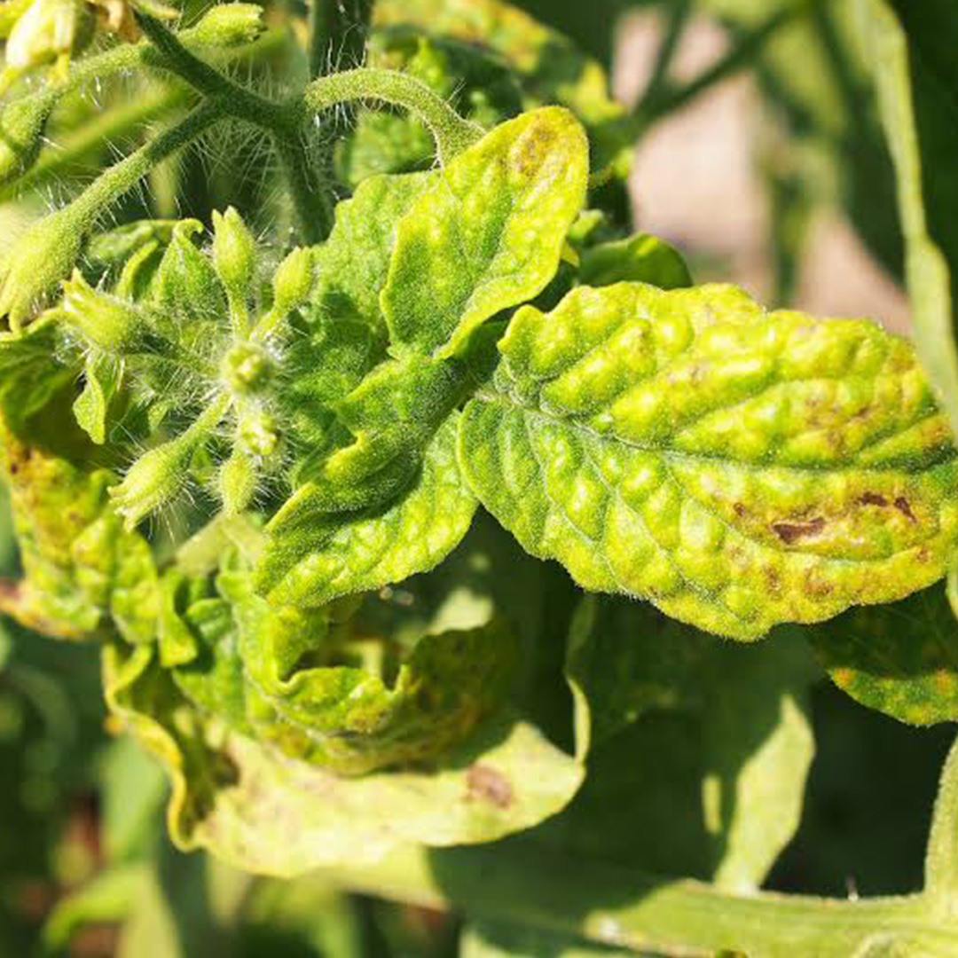 Tomato Yellow Leaf Curl Virus