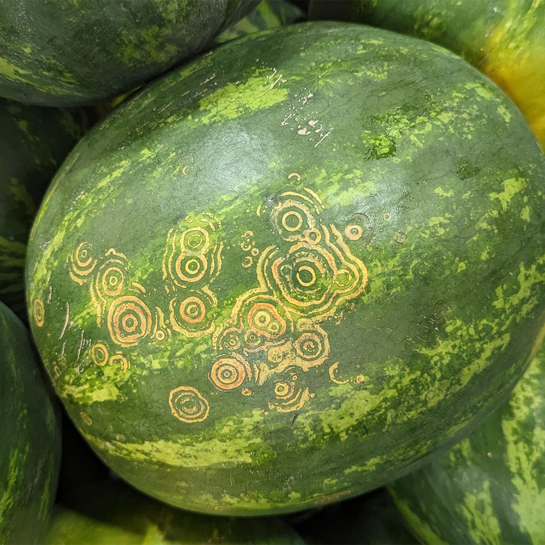 Watermelon Mosaic Virus