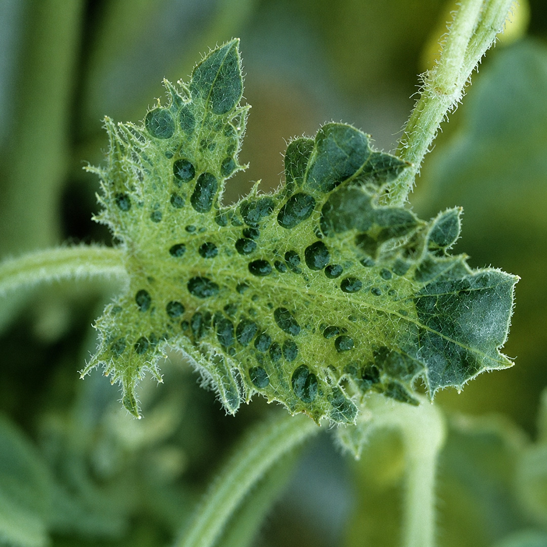 Zucchini Yellow Mosaic Virus
